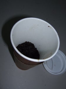 Gourmet Mushrooms in an Old Coffee Cup