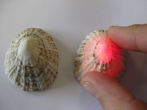 Limpet Push-Button