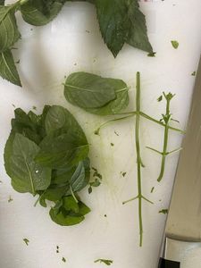 Making Chimichurri: 