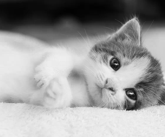 Making Black and White Images on Photoshop