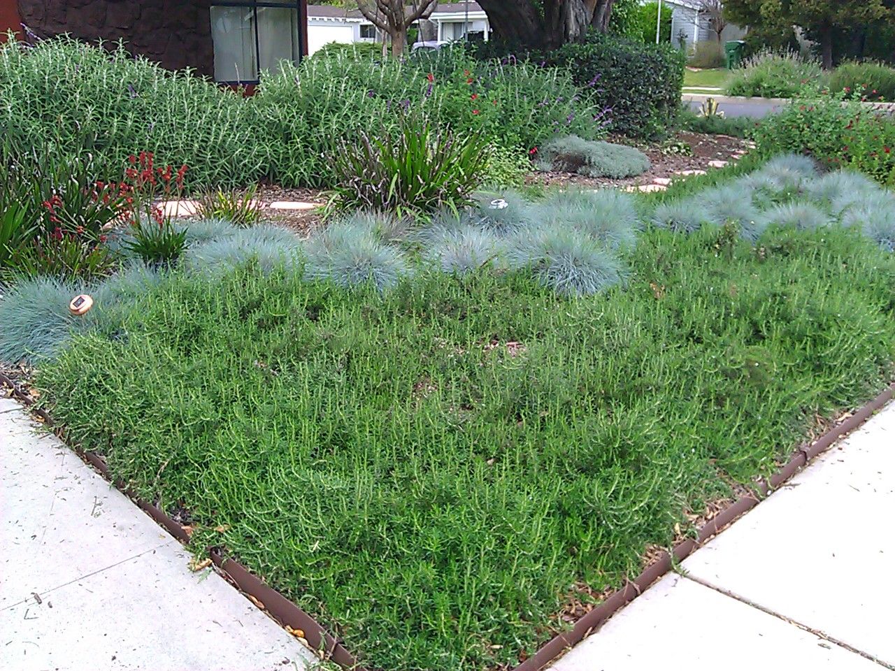 Living With a Mulched Lawn