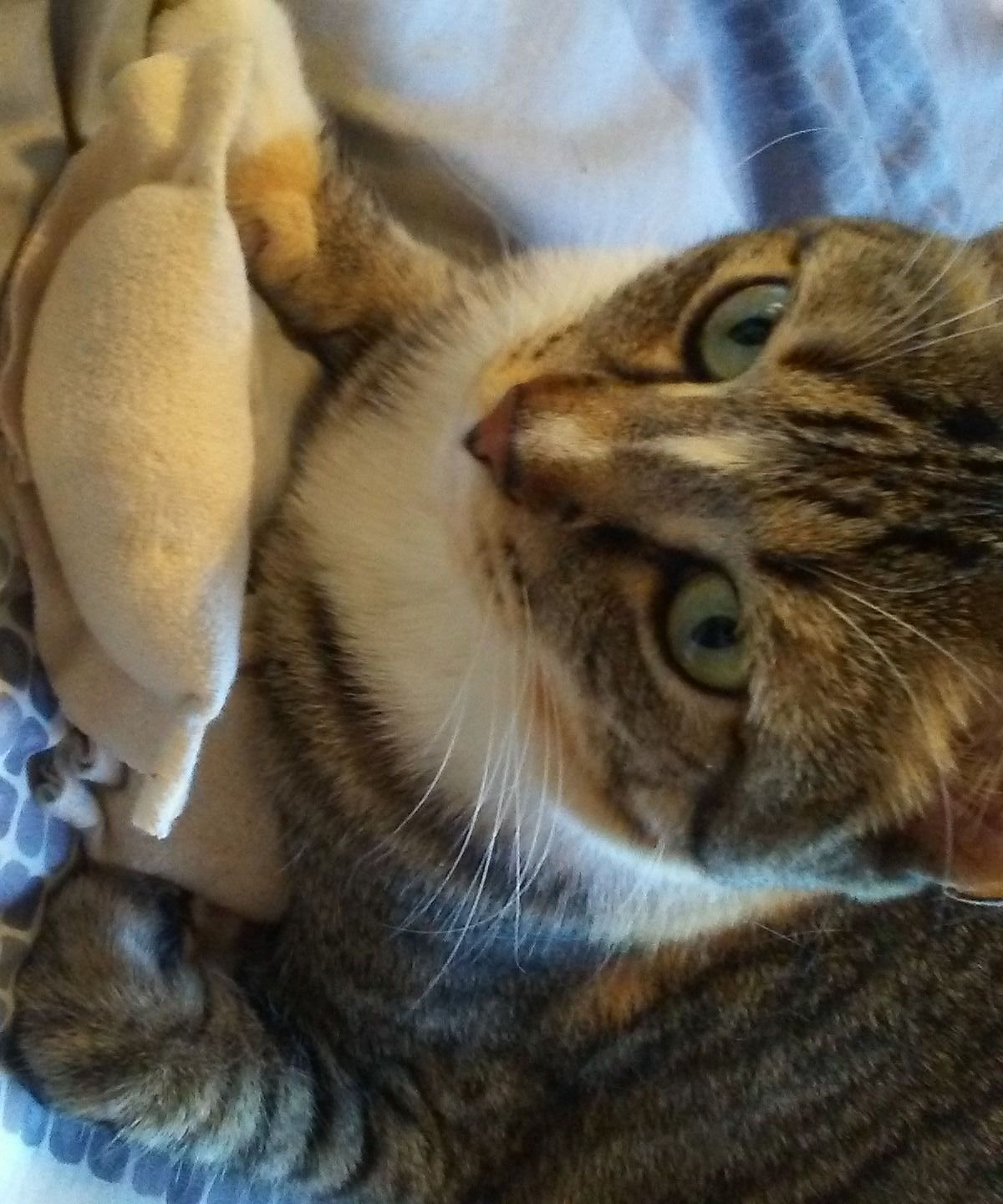 Easy Catnip Dumpling Toy