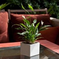 Make Peace Lilies As a Gift for Any Type of a Occasion