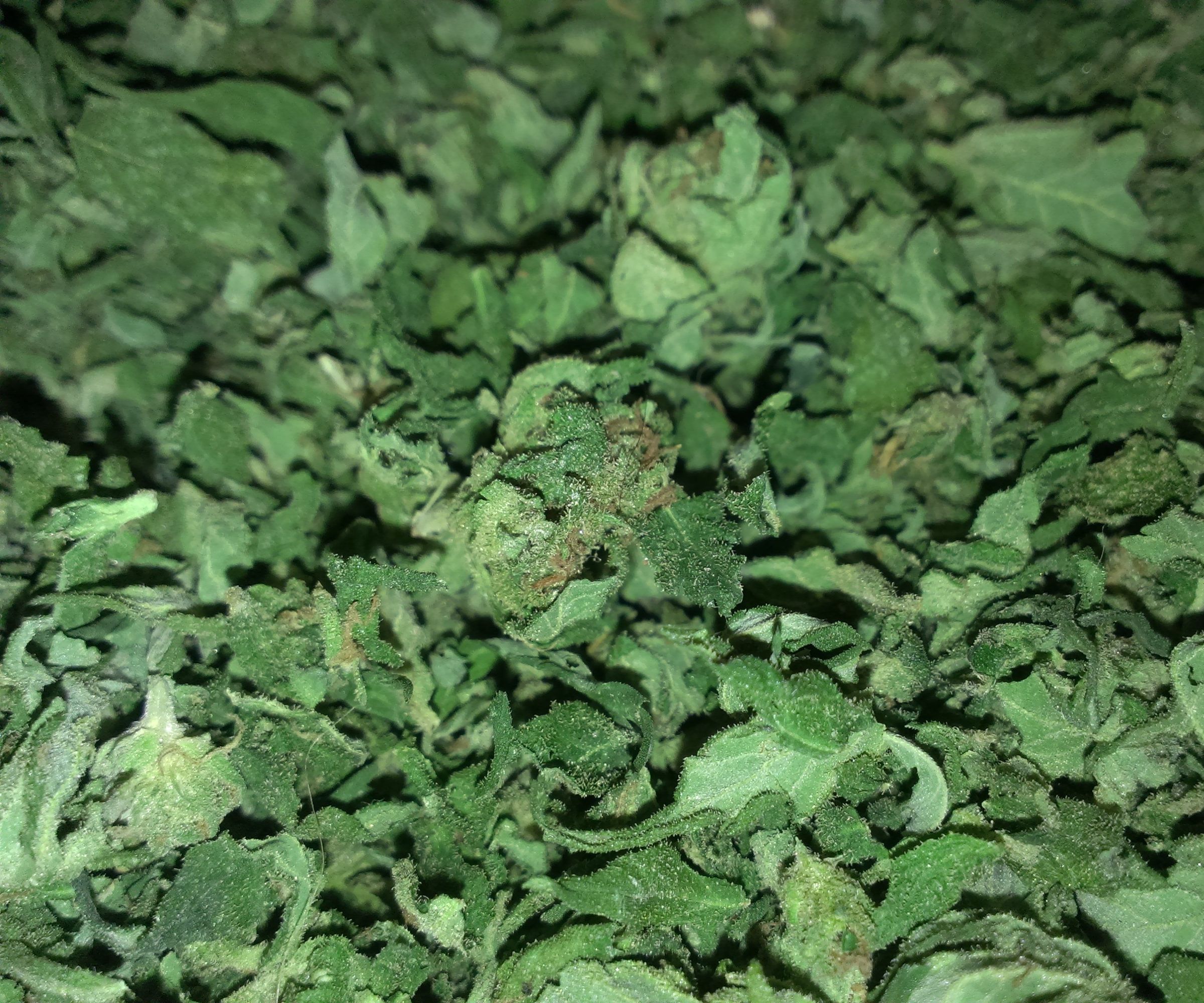 Easy and Foolproof Medibles With Cannabutter / Oil