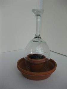 Other Examples of Shot & Wine Glass Terrarium / Seed Starter