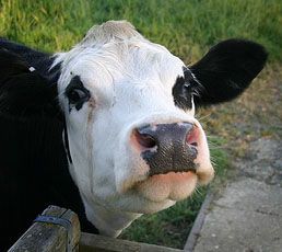 How to Make a Cow Pie