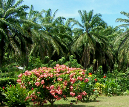 Spend Your Time in the Midst of Nature and Peace With Houses on Rent
