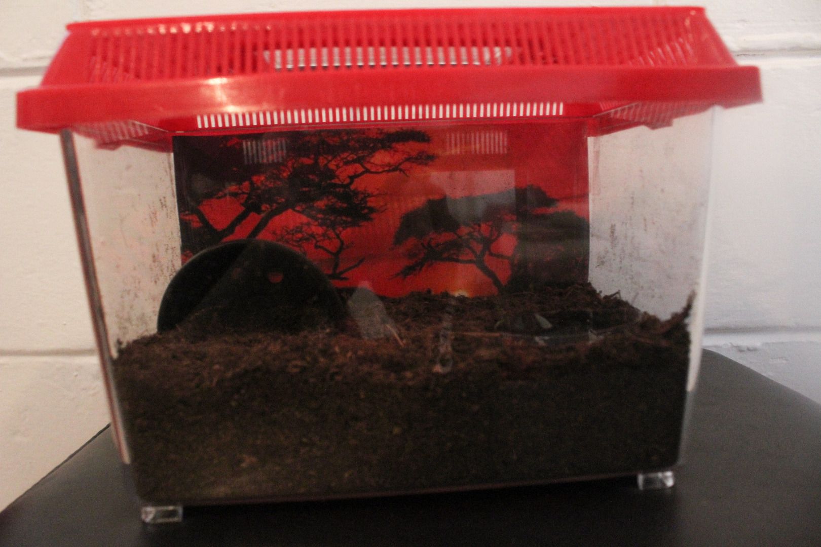 Tarantula Terrarium 5 Steps Instructables