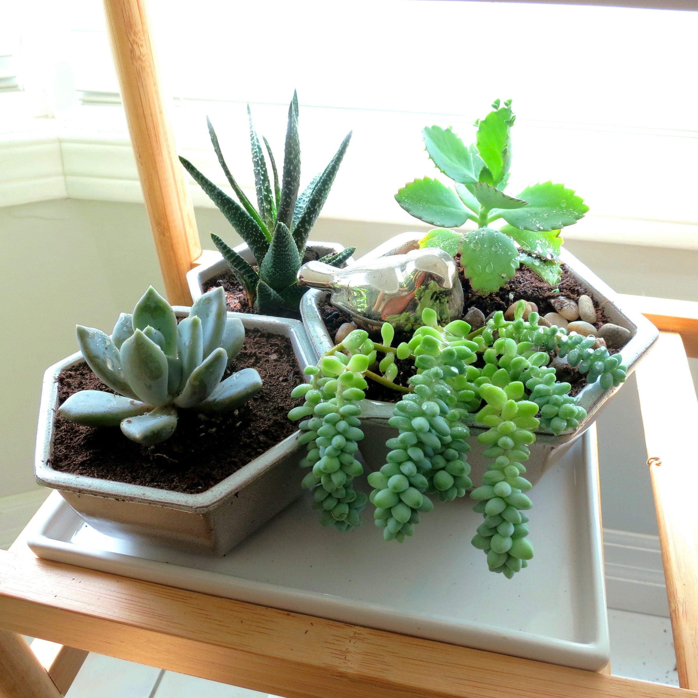 Succulent Display From Thrift Store Finds : 8 Steps (with Pictures) -  Instructables