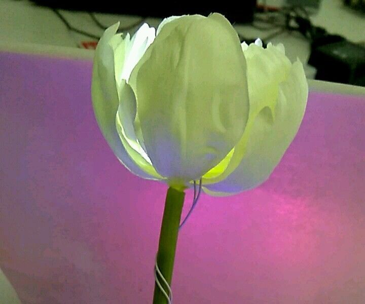 Ambient Flower