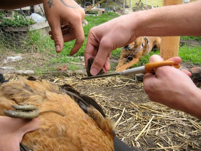 how do you clip chicken wings