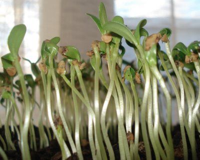 PLANTING ON COCONUT HUSK