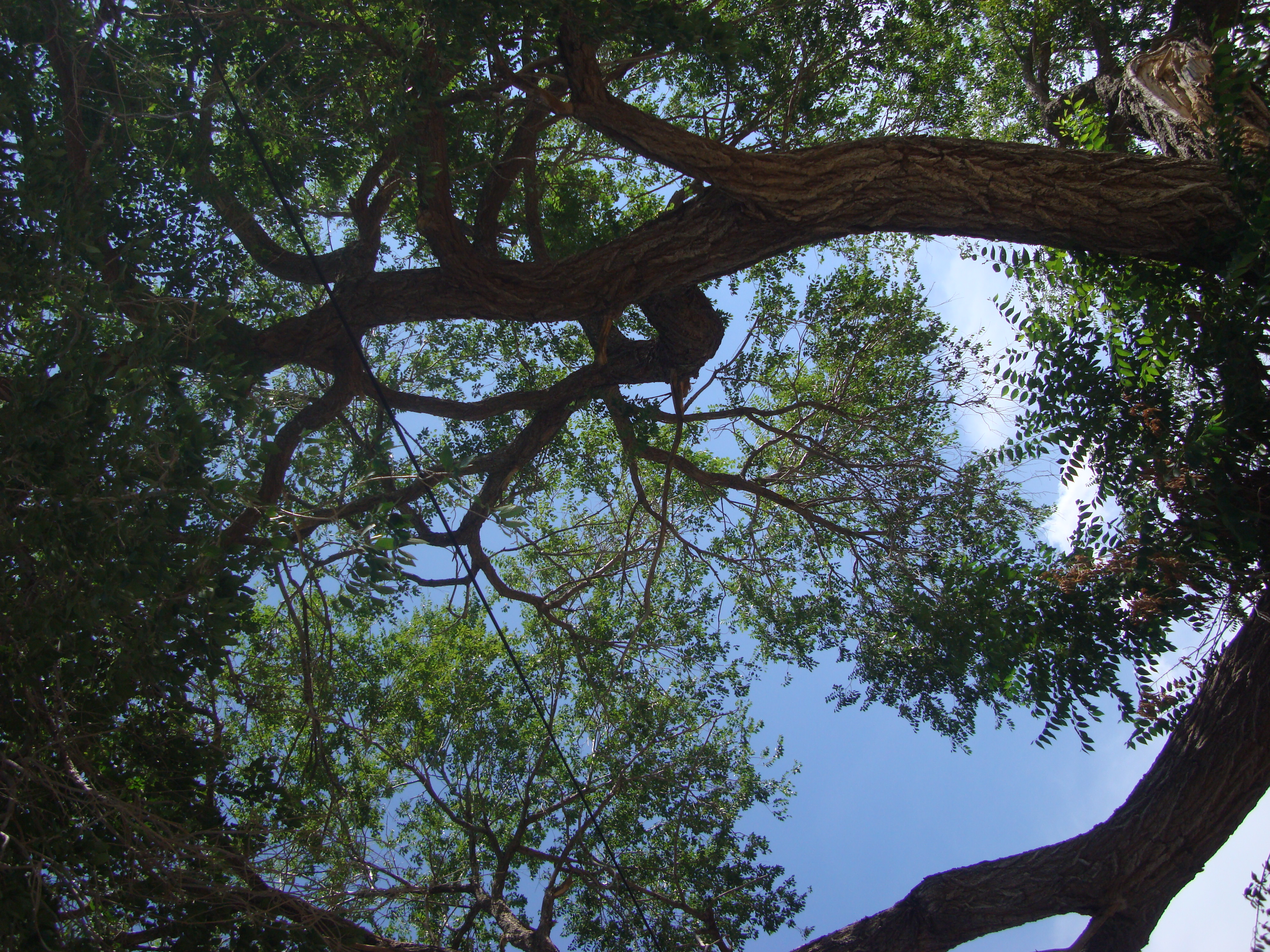 Plant a Tree and Save Energy