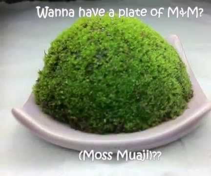 Fun With Moss (Embryophyte)
