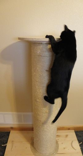 Best Cat Scratching Post Ever AND Cat Weight-loss Device : 14 Steps (with  Pictures) - Instructables