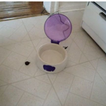 Distinguishing Pet Bowl