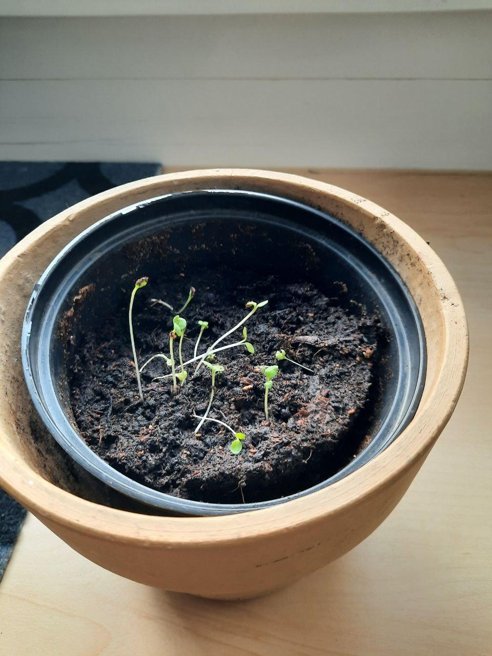 DIY Flower Seed Cards From Cherry Tree Resin Gum (Kirschgummi)