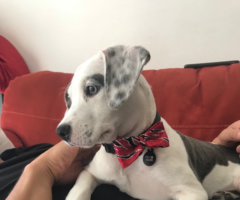 Pet Collar Bowtie