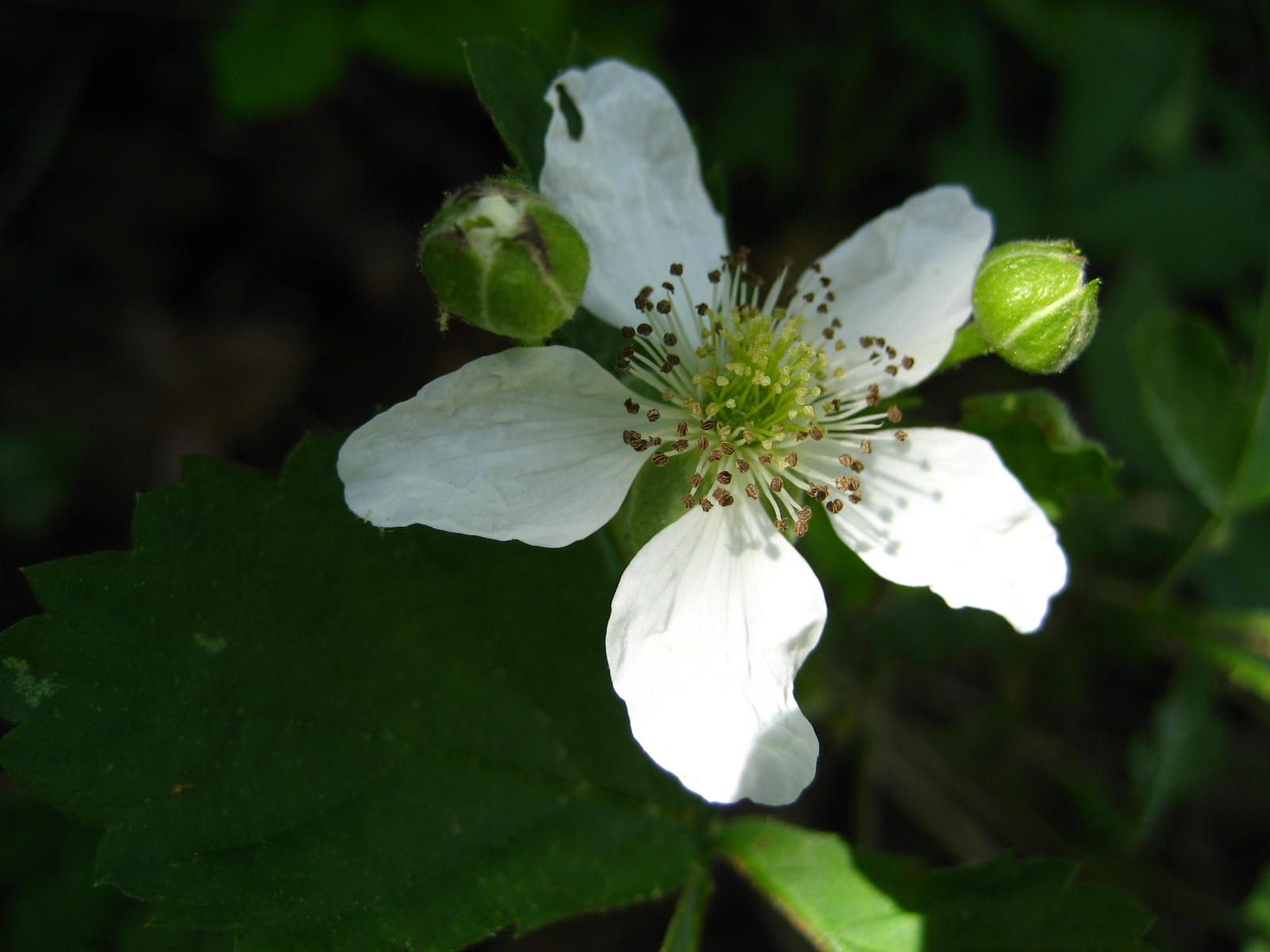 Finding and Photographing Wildflowers the Low-Impact Way