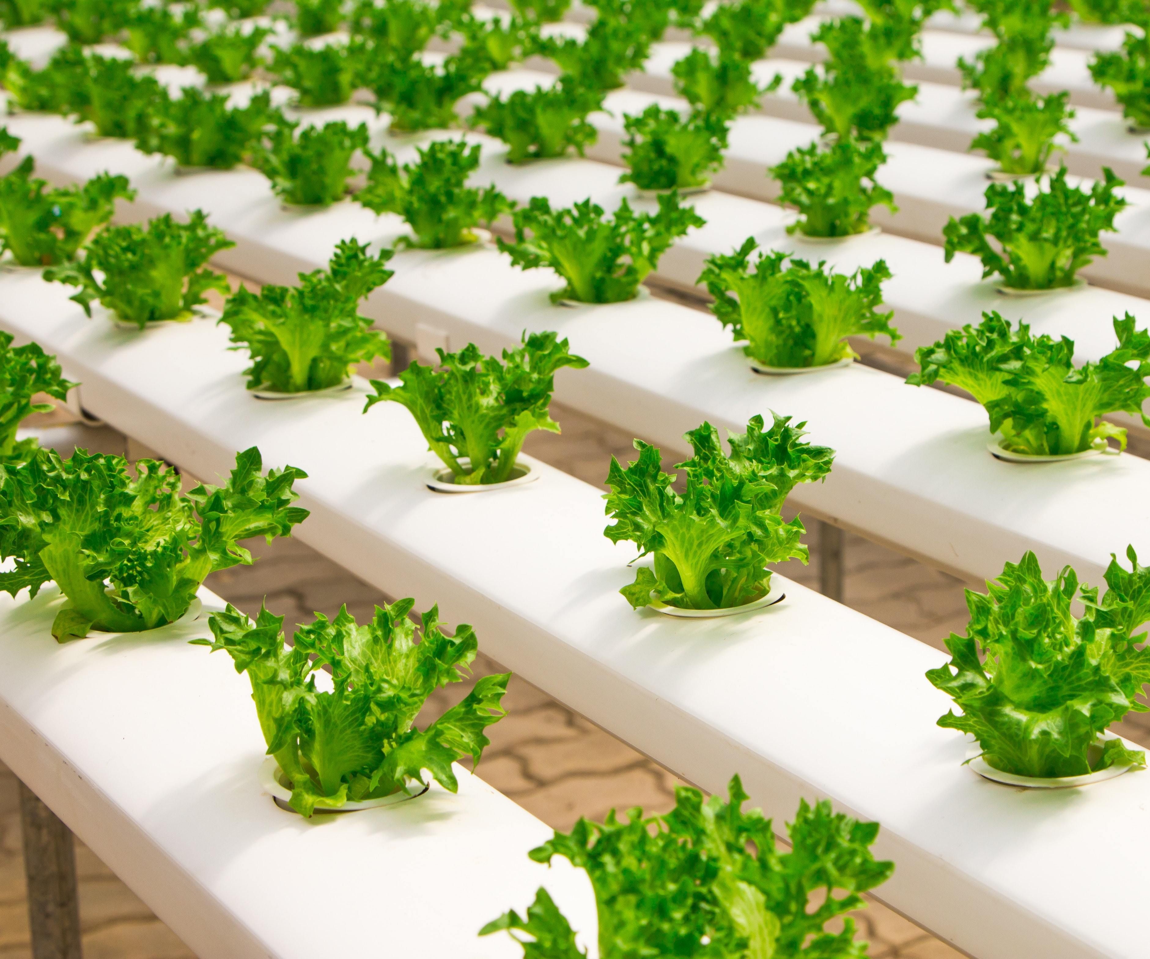 DIY Hydroponics - With Raspberry Pi