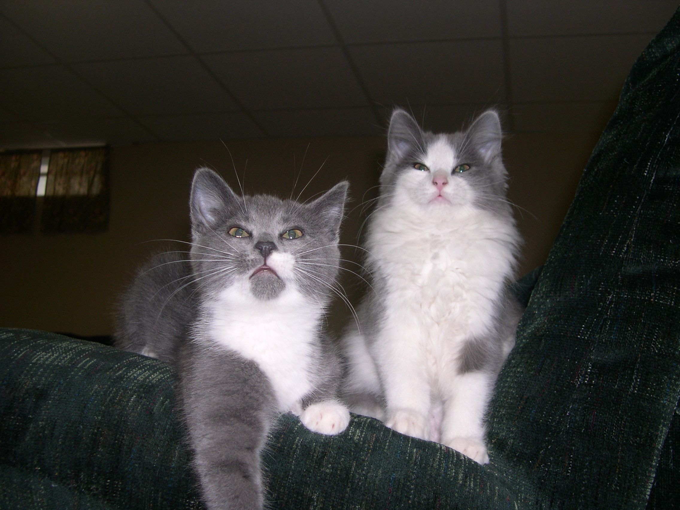 Kittens