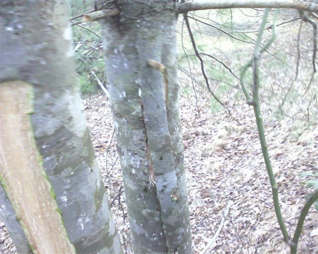 Hiding Spot IN a Tree