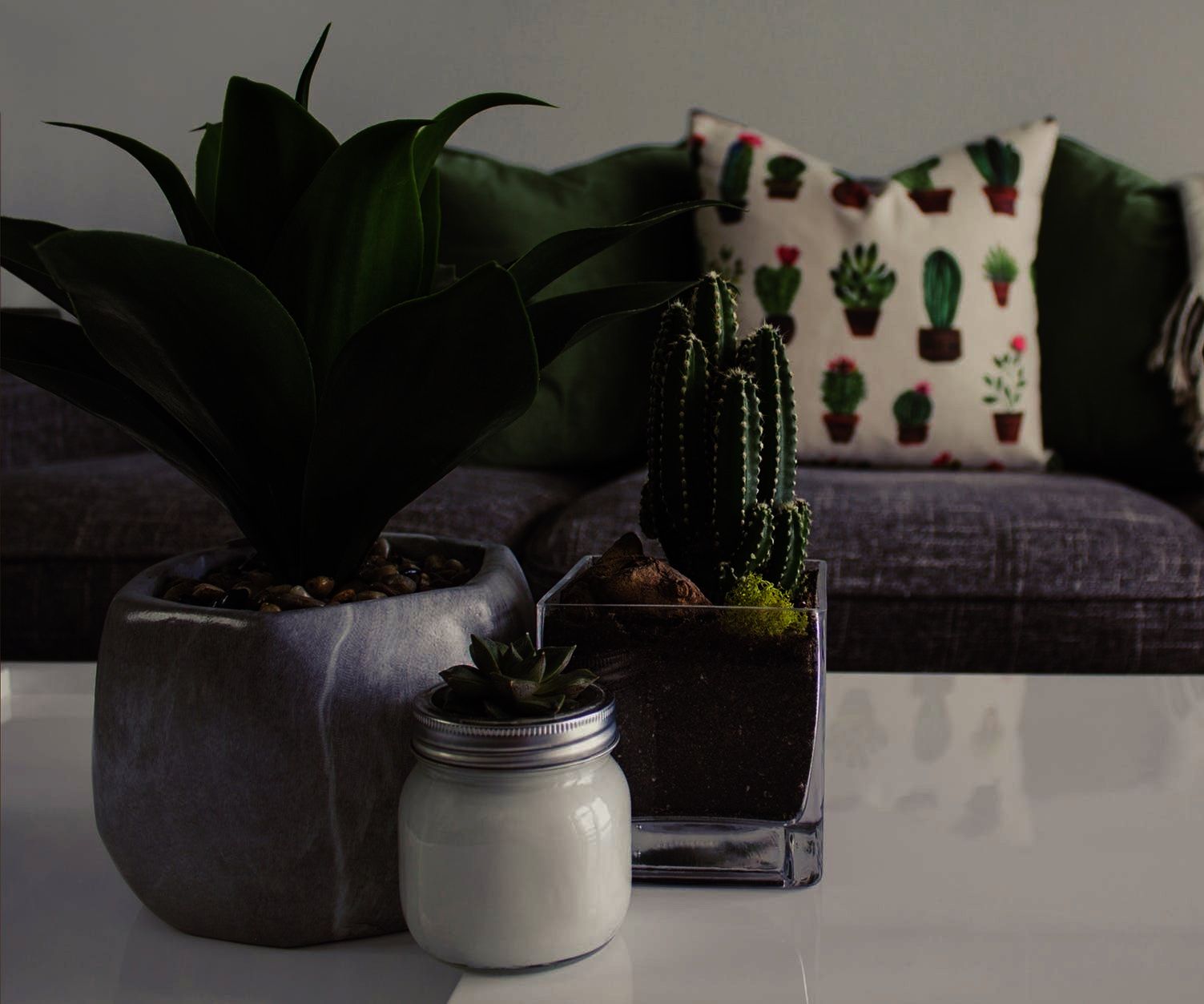 How Plants Clean Air and Refresh Your Mind