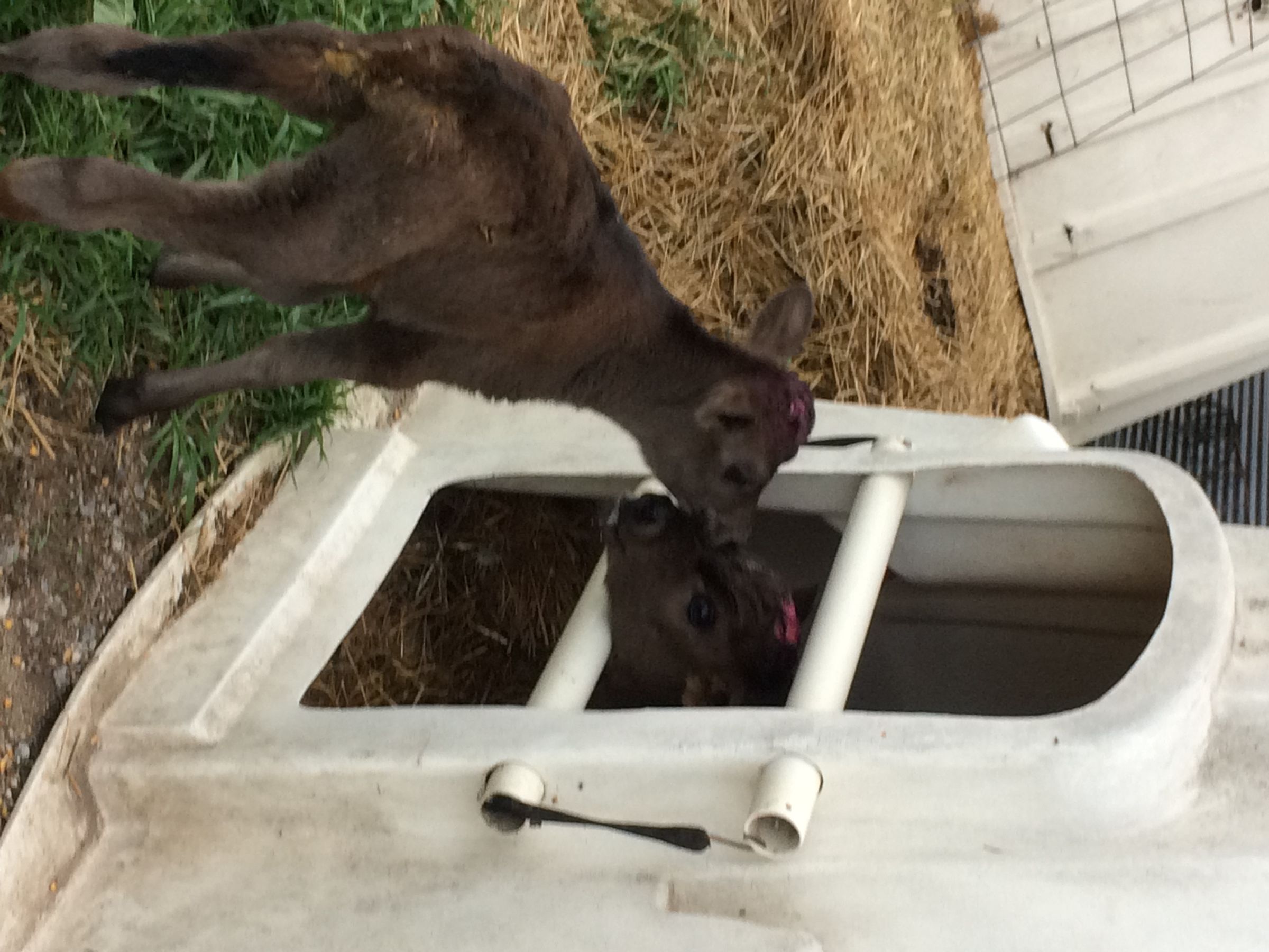 How to Feed Bottle Calves 5 Steps Instructables