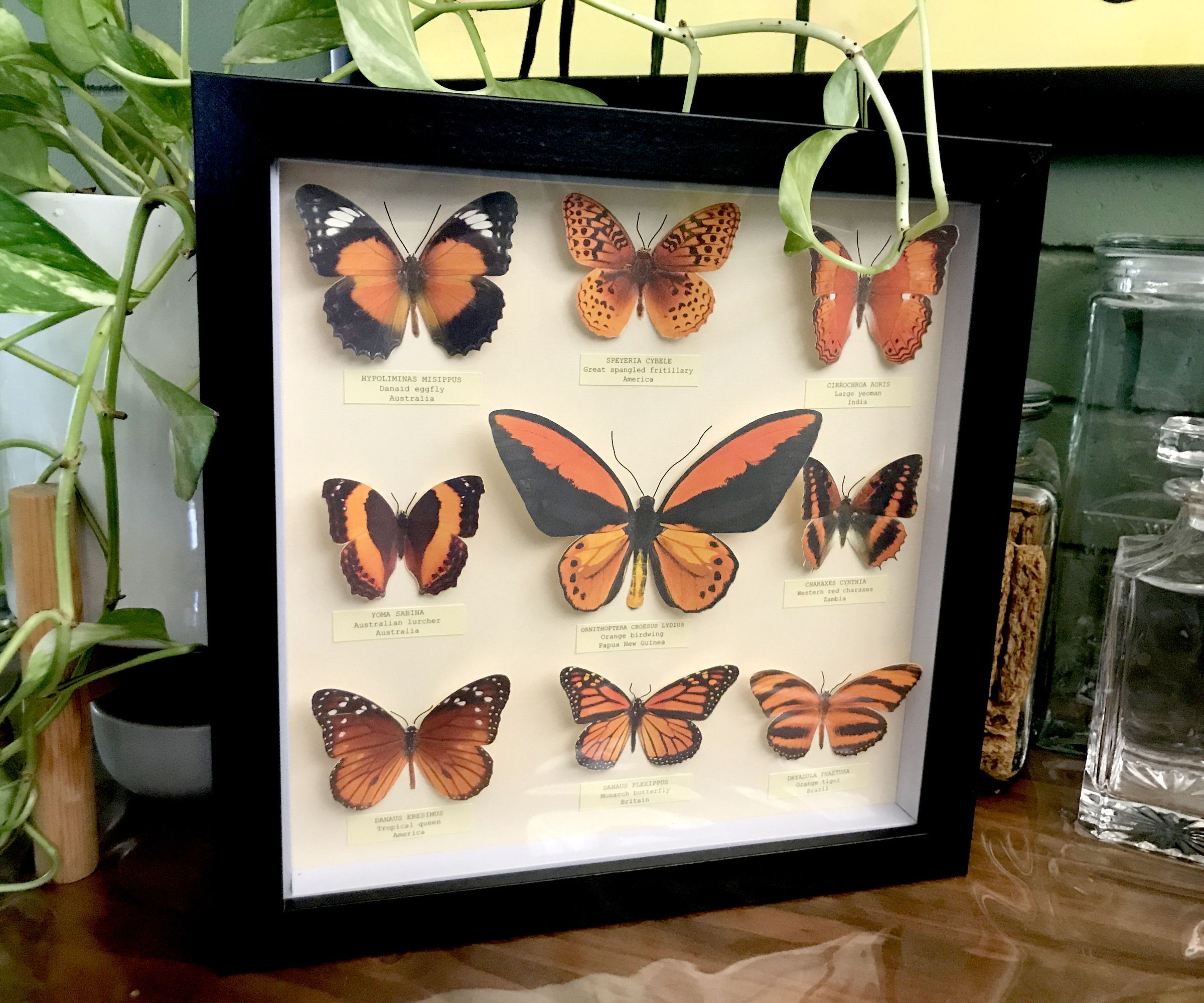 Orange Themed (fake) Butterfly Collection