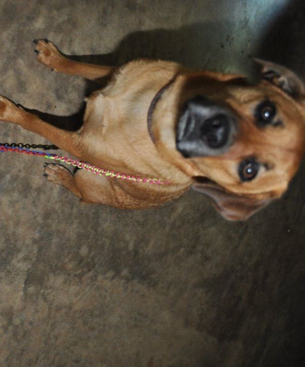 paracord stretchable dog leash