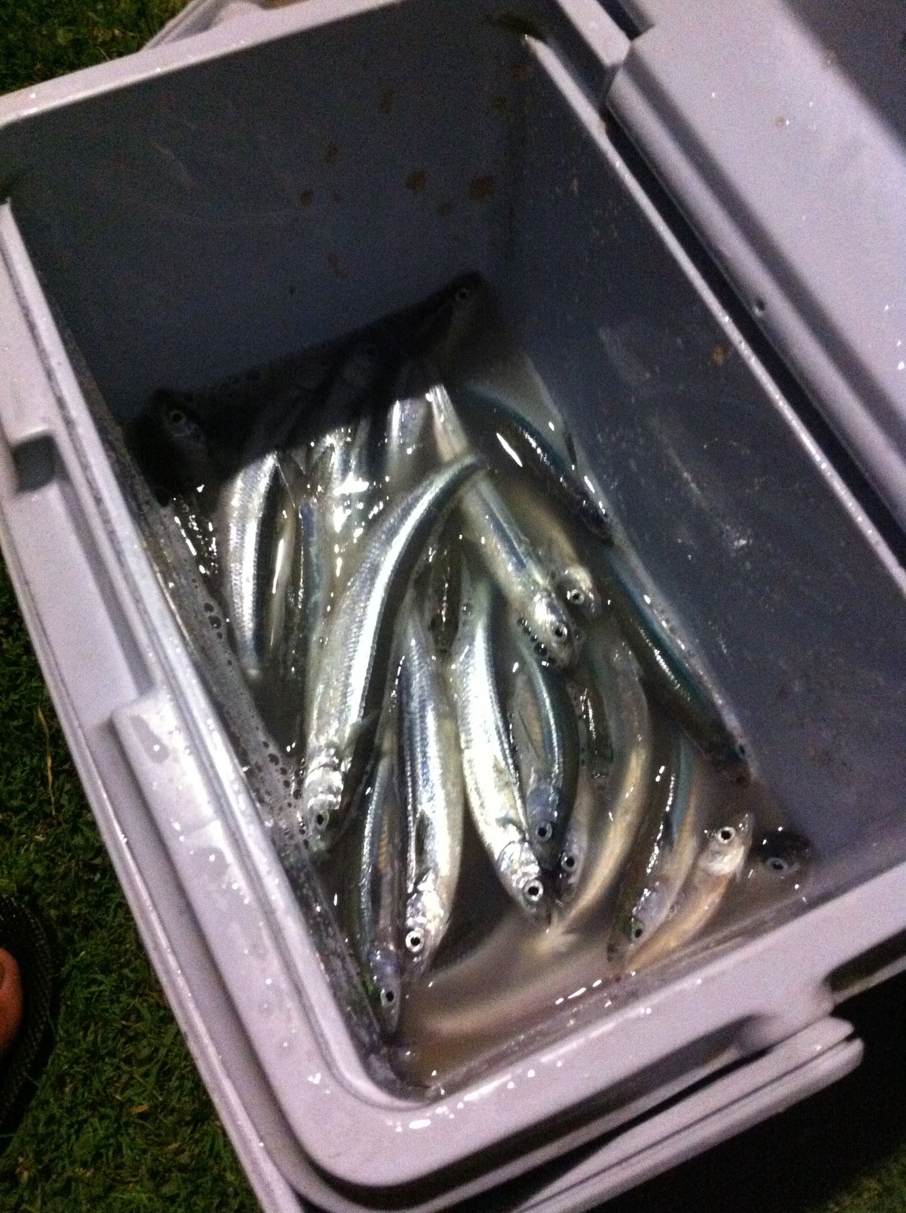 How to Cook Grunion