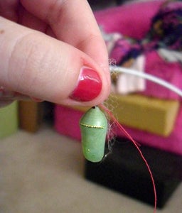 Safe Chrysalis Transfer