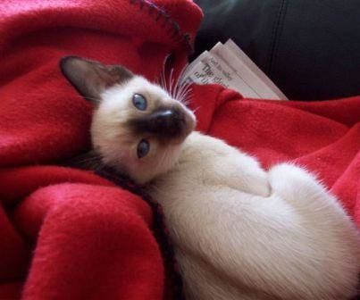 Siamese Cats - Do You Really Need One?