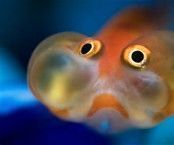 Project GoldFish