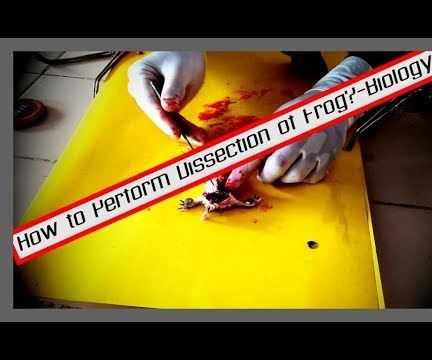 Performing Dissection of Frog