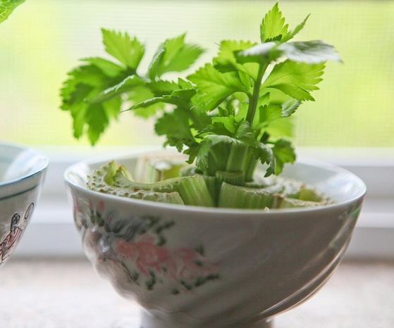 How to Regrow Celery Without Seeds