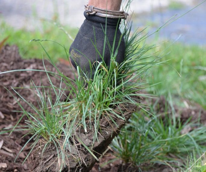 Lawn Care Trick You Need to Know: Frig It, Sprig It