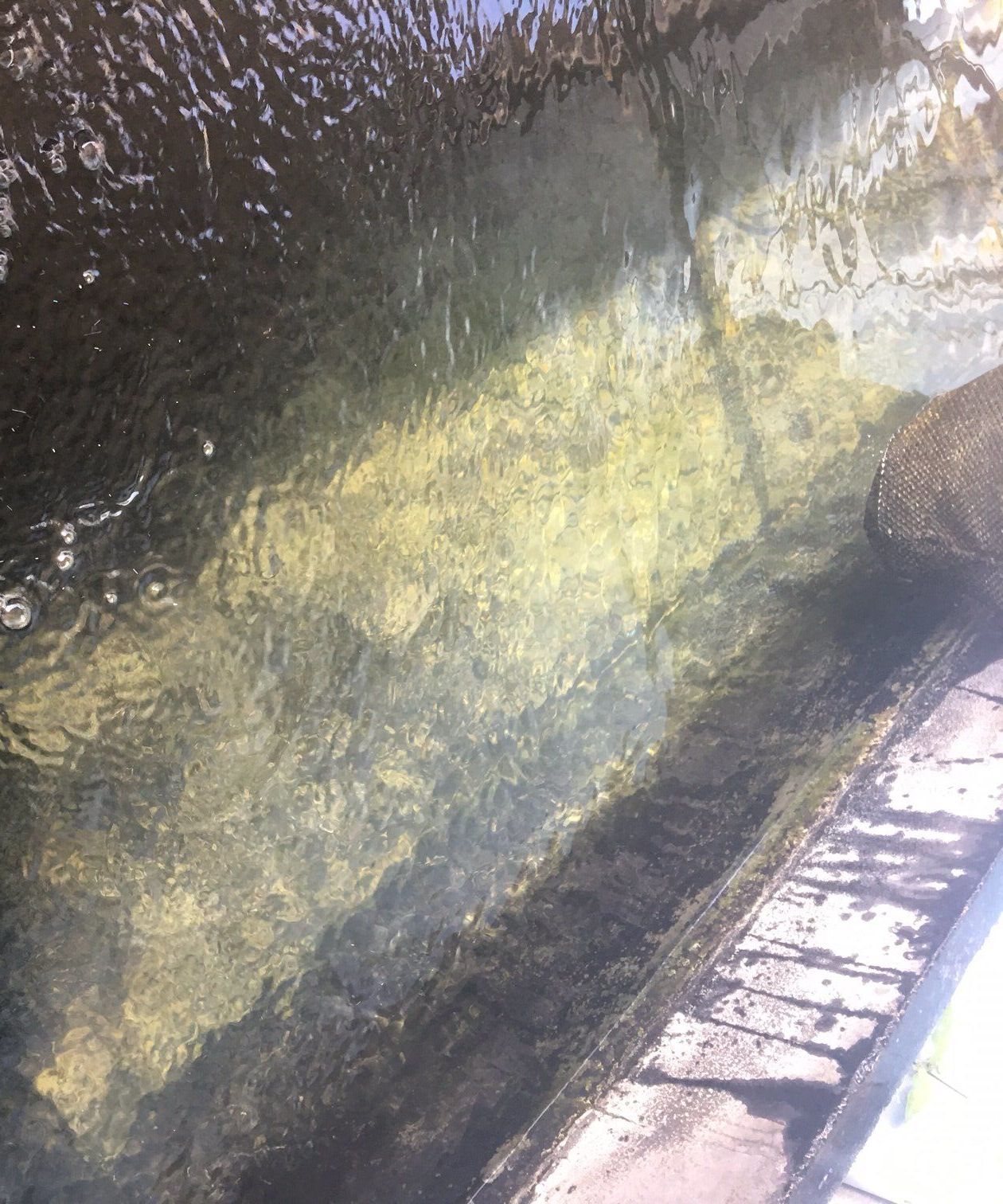 How to Properly Clean Minnow Tanks