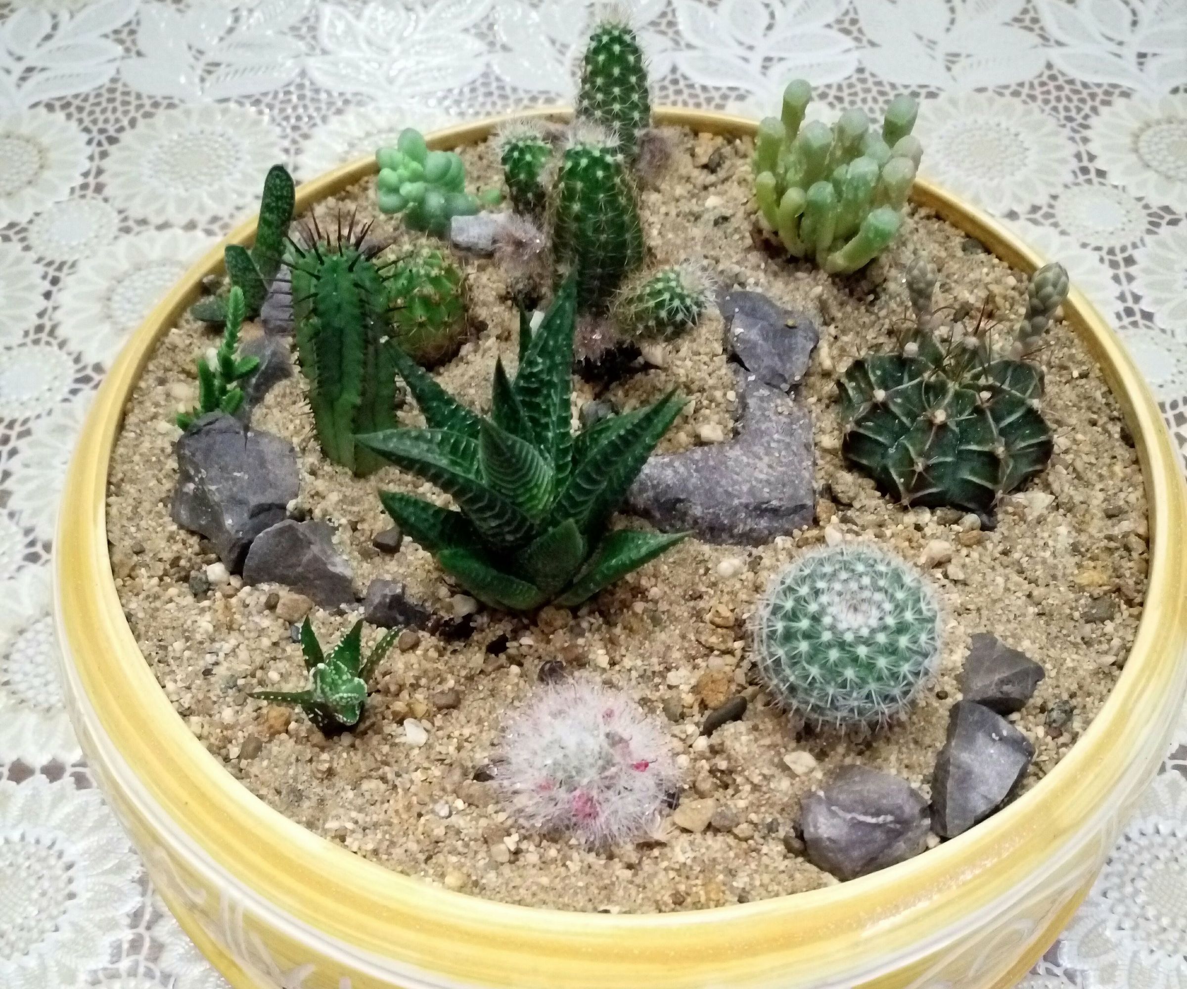 Tiny Desert Garden