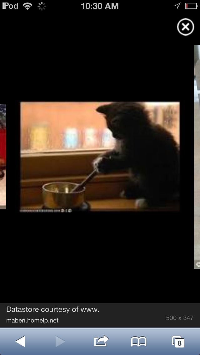 Teach Your Cat How to Cook!