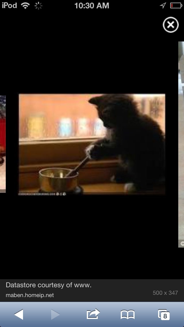 Teach Your Cat How to Cook!