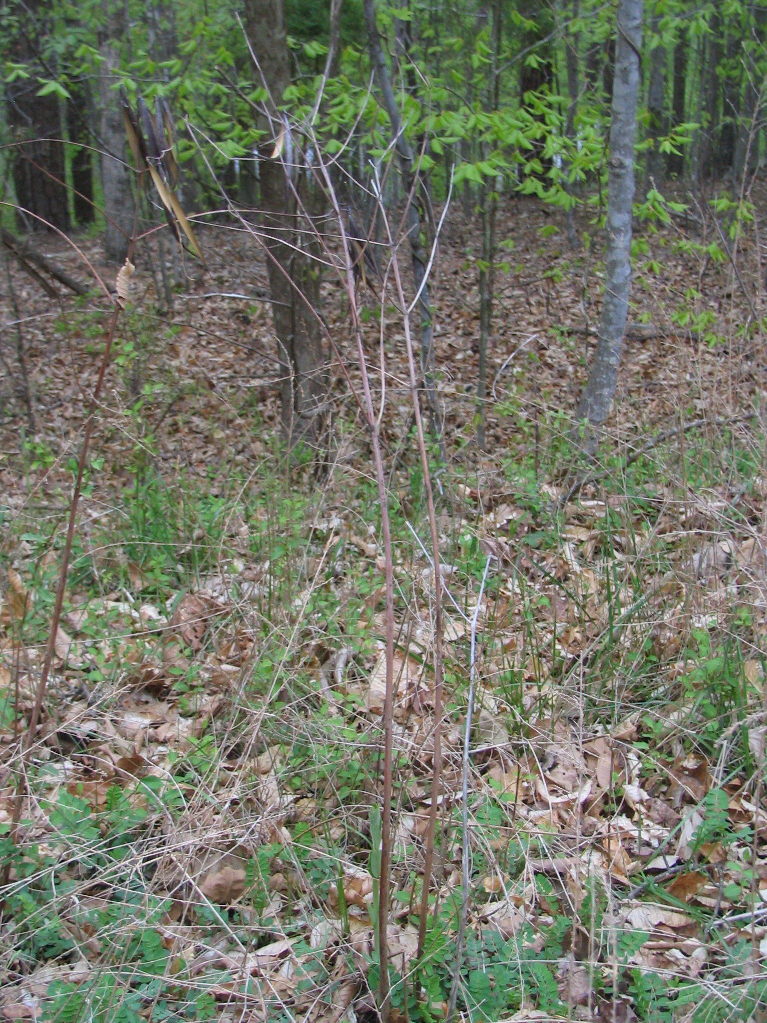 Make Rope Out of Dead Plants -- With No Tools : 7 Steps (with Pictures ...