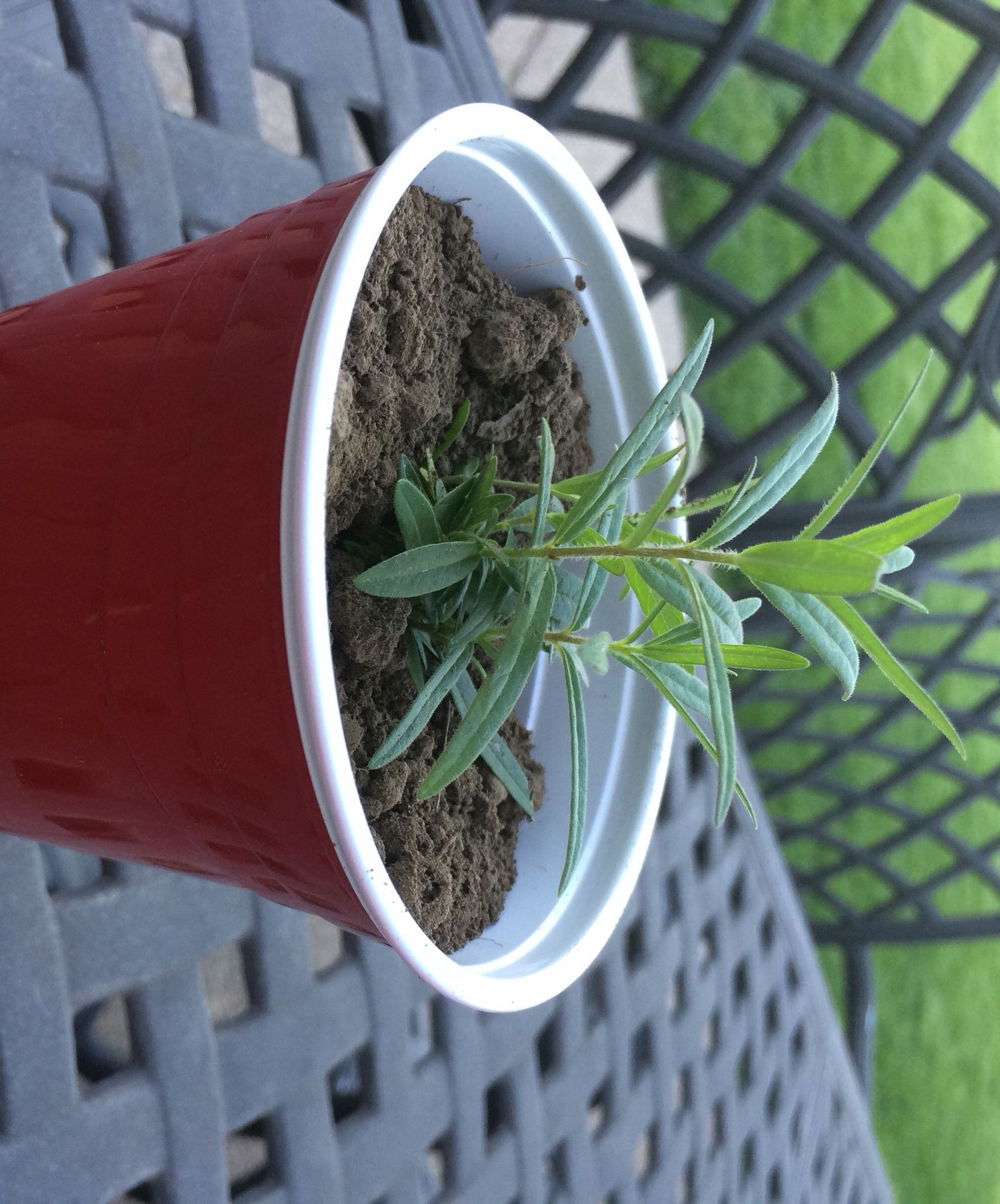 Genius Plant Project 