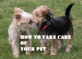 How to Take Care of Your Pet