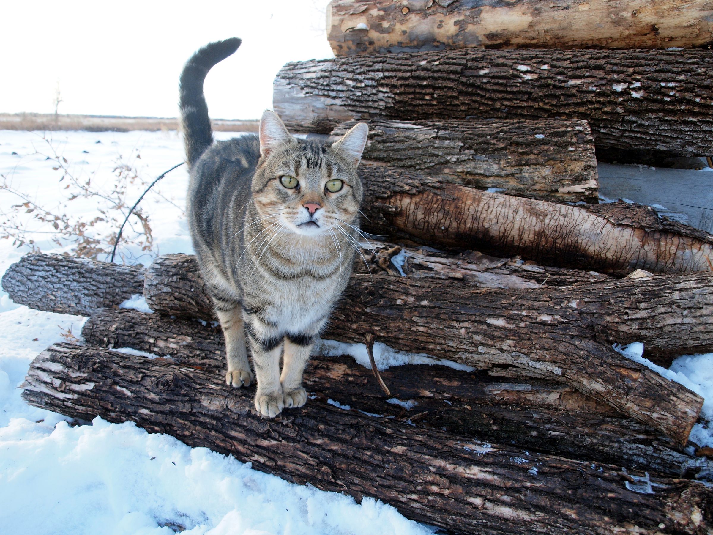 How to Get Wood and Make Lumber for Projects, and Wood for Heat.