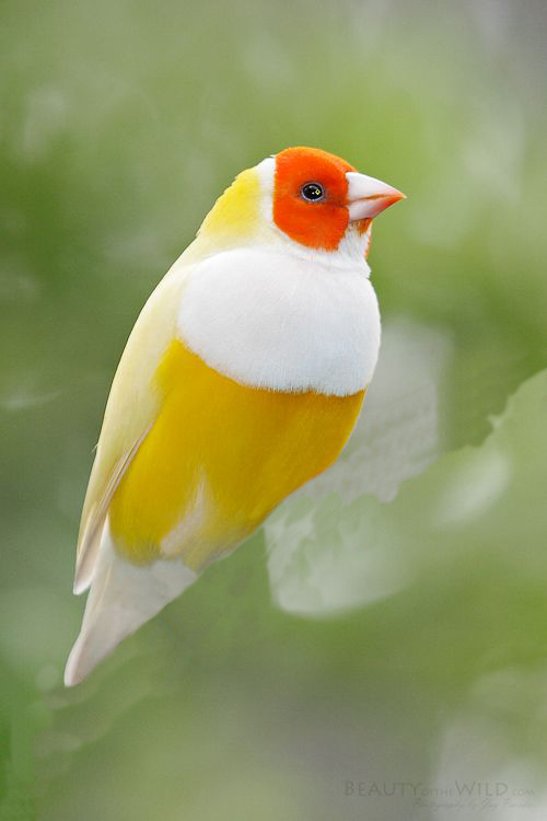 flouroantimonic_acid