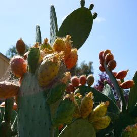 How to Eat Prickly Pear, A.k.a. Cactus Fruit, A.k.a. Tunas : 5 Steps -  Instructables