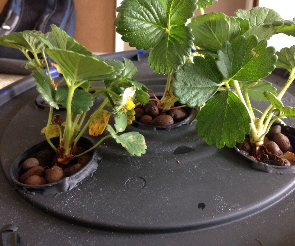 Aeroponics With Raspberry Pi and Humidity Sensor