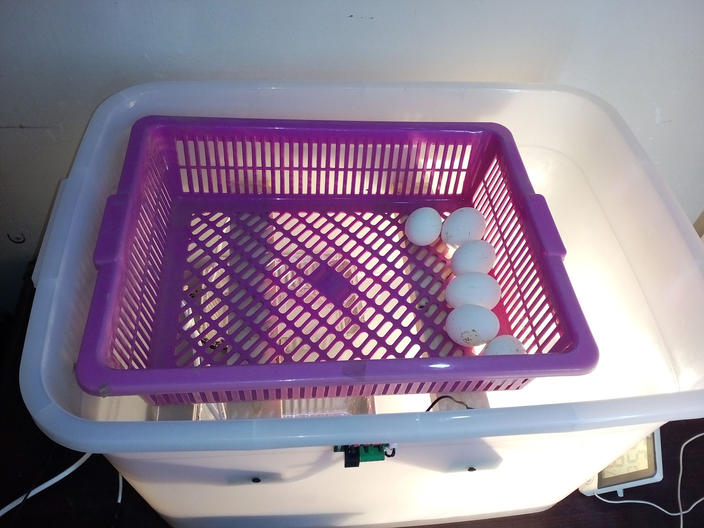 How to Make Homemade Incubator Egg Hatcher at Home 5 Steps (with