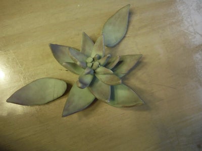 Bonus "Succulent Plant" Level 
